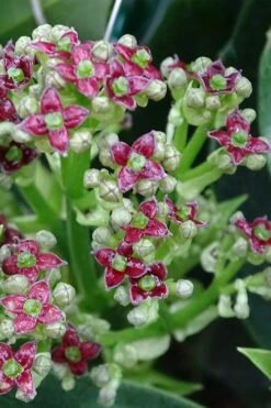 Rozannie Dwarf Aucuba (Japanese Laurel) - 3 Gallon Pot -Garden Plants Shop aucuba japonica rozannie japanese laurel 1