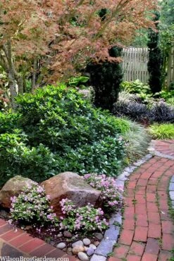 Rozannie Dwarf Aucuba (Japanese Laurel) - 3 Gallon Pot -Garden Plants Shop aucuba japonica rozannie japanese laurel 12