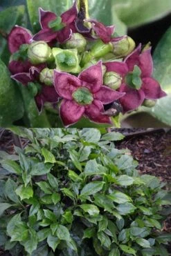 Rozannie Dwarf Aucuba (Japanese Laurel) - 3 Gallon Pot -Garden Plants Shop aucuba japonica rozannie japanese laurel 13