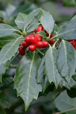 Rozannie Dwarf Aucuba (Japanese Laurel) - 3 Gallon Pot -Garden Plants Shop aucuba japonica rozannie japanese laurel 6