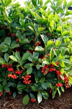 Rozannie Dwarf Aucuba (Japanese Laurel) - 3 Gallon Pot -Garden Plants Shop aucuba japonica rozannie japanese laurel 8