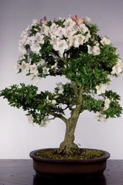 Joga Satsuki Azalea - 3 Gallon Pot -Garden Plants Shop azalea