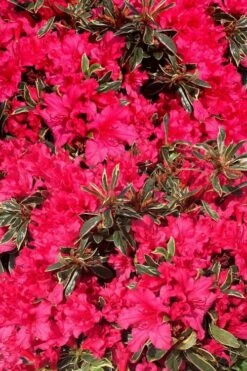 Arctic Rose Azalea - 3 Gallon Pot -Garden Plants Shop azalea arctic rose 3