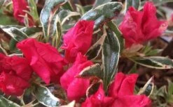 Arctic Rose Azalea - 3 Gallon Pot -Garden Plants Shop azalea arctic rose 4