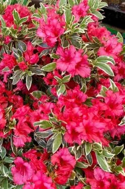 Arctic Rose Azalea - 3 Gallon Pot -Garden Plants Shop azalea arctic rose 5