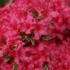 Arctic Rose Azalea - 3 Gallon Pot -Garden Plants Shop azalea arctic rose 6