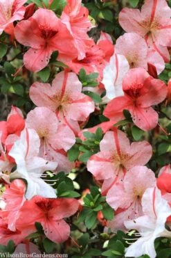 Astronaut Azalea - 1 Gallon Pot 12 Astronaut Azalea - 1 Gallon Pot -Garden Plants Shop azalea astronaut 1