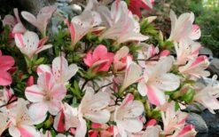 Astronaut Azalea - 1 Gallon Pot 13 Astronaut Azalea - 1 Gallon Pot -Garden Plants Shop azalea astronaut 3