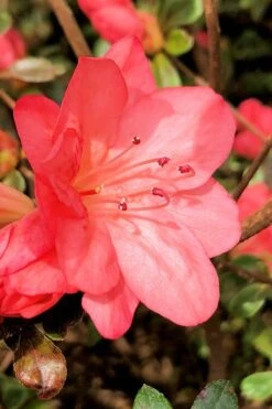 Blaauw's Pink Azalea - 3 Gallon Pot -Garden Plants Shop azalea blaauws pink 10