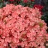 Blaauw's Pink Azalea - 3 Gallon Pot 1 Blaauw's Pink Azalea - 3 Gallon Pot -Garden Plants Shop azalea blaauws pink 11