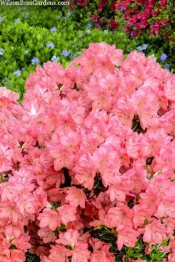 Blaauw's Pink Azalea - 3 Gallon Pot -Garden Plants Shop azalea blaauws pink 4