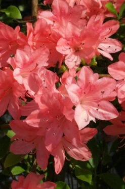 Blaauw's Pink Azalea - 3 Gallon Pot -Garden Plants Shop azalea blaauws pink 6
