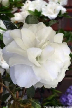 Snowball Bloom 'N Again Azalea - 2 Gallon Pot -Garden Plants Shop azalea bloom n again snowball 13