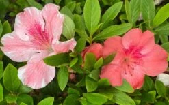 Lady Cavendish Azalea - 1 Gallon Pot -Garden Plants Shop azalea cavendish 2 1