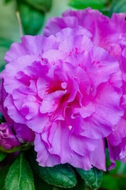 Autumn Majesty Encore Azalea - 3 Gallon Pot 12 Autumn Majesty Encore Azalea - 3 Gallon Pot -Garden Plants Shop azalea encore autumn majesty 12