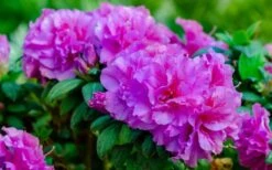 Autumn Majesty Encore Azalea - 3 Gallon Pot 11 Autumn Majesty Encore Azalea - 3 Gallon Pot -Garden Plants Shop azalea encore autumn majesty 13