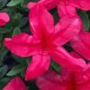 Gloria Deep Pink Sawada Azalea - 1 Gallon Pot -Garden Plants Shop azalea gloria deep pink sawada 1