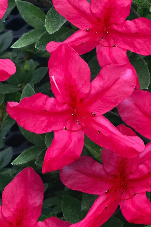 Gloria Deep Pink Sawada Azalea - 1 Gallon Pot 3 Gloria Deep Pink Sawada Azalea - 1 Gallon Pot