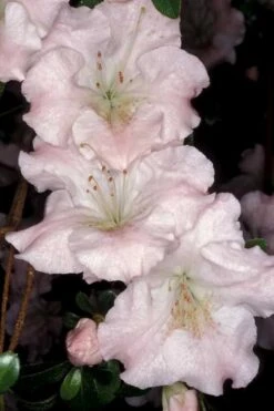 Gwenda Azalea (Robin Hill Hybrid) - 1 Gallon Pot 11 Gwenda Azalea (Robin Hill Hybrid) - 1 Gallon Pot -Garden Plants Shop azalea gwenda 6