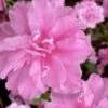 Hallie Azalea (Aromi Hybrid) - 6 Pack Of 1 Gallon Pots -Garden Plants Shop azalea hallie 3