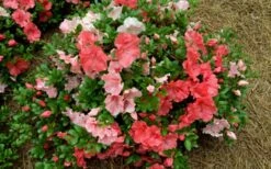 Hilda Niblett Azalea - 1 Gallon Pot 17 Hilda Niblett Azalea - 1 Gallon Pot -Garden Plants Shop azalea hilda niblet flowers