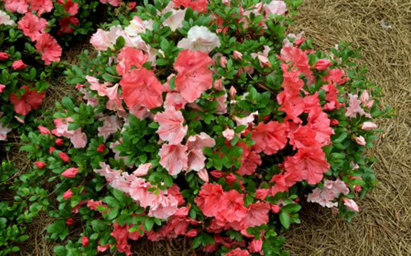 Hilda Niblett Azalea - 1 Gallon Pot 10 Hilda Niblett Azalea - 1 Gallon Pot - Image 8