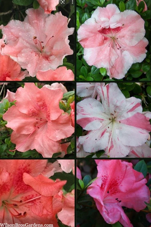 Hilda Niblett Azalea - 1 Gallon Pot 6 Hilda Niblett Azalea - 1 Gallon Pot - Image 4