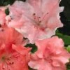 Hilda Niblett Azalea - 2 Gallon Pot 1 Hilda Niblett Azalea - 2 Gallon Pot -Garden Plants Shop azalea hilda niblett 11 1