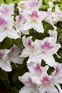 Joga Satsuki Azalea - 3 Gallon Pot -Garden Plants Shop azalea joga 1