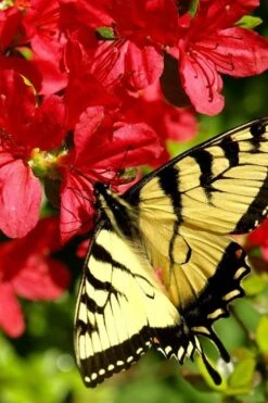 Midnight Flare Azalea - 3 Gallon Pot -Garden Plants Shop azalea midnight flare 20