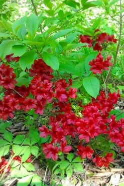 Midnight Flare Azalea - 3 Gallon Pot -Garden Plants Shop azalea midnight flare 22