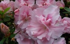 Nancy Of Robin Hill Azalea - 2 Gallon Pot -Garden Plants Shop azalea nancy of robin hill 3