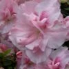 Nancy Of Robin Hill Azalea - 2 Gallon Pot -Garden Plants Shop azalea nancy of robin hill 4