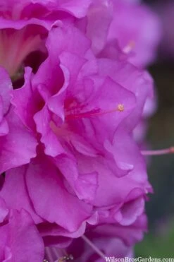 Perfecto Mundo Double Purple Reblooming Azalea - 1 Gallon Pot -Garden Plants Shop azalea perfecto mondo double20purple 1