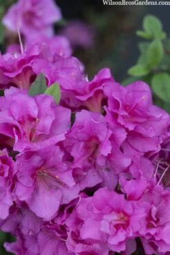 Perfecto Mundo Double Purple Reblooming Azalea - 1 Gallon Pot -Garden Plants Shop azalea perfecto mondo double20purple 3
