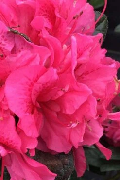 Perfecto Mundo Double Dark Pink Reblooming Azalea - 3 Gallon Pot -Garden Plants Shop azalea perfecto mundo double dark pink 1
