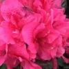 Perfecto Mundo Double Dark Pink Reblooming Azalea - 3 Gallon Pot -Garden Plants Shop azalea perfecto mundo double dark pink 2