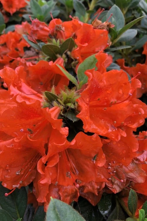 Perfecto Mundo Orange Azalea - 3 Gallon Pot 3 Perfecto Mundo Orange Azalea - 3 Gallon Pot