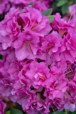 Perfecto Mundo Double Purple Reblooming Azalea - 1 Gallon Pot -Garden Plants Shop azalea perfecto mundo double purple 500x750 1