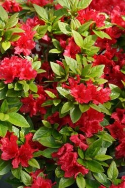 Perfecto Mundo Red Reblooming Azalea - 3 Gallon Pot -Garden Plants Shop azalea perfecto mundo red 2