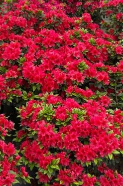 Perfecto Mundo Red Reblooming Azalea - 1 Gallon Pot -Garden Plants Shop azalea perfecto mundo red 5 2