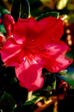 Perfecto Mundo Red Reblooming Azalea - 1 Gallon Pot -Garden Plants Shop azalea perfecto mundo red 6 2