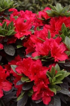 Perfecto Mundo Red Reblooming Azalea - 3 Gallon Pot -Garden Plants Shop azalea perfecto mundo red 8