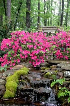 Pink Formosa Azalea - 3 Gallon Pot 10 Pink Formosa Azalea - 3 Gallon Pot -Garden Plants Shop azalea pink formosa 2