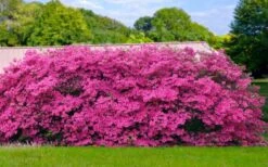 Pink Formosa Azalea - 3 Gallon Pot 11 Pink Formosa Azalea - 3 Gallon Pot -Garden Plants Shop azalea pink formosa 4