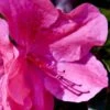 Pink Formosa Azalea - 3 Gallon Pot -Garden Plants Shop azalea pink formosa 5