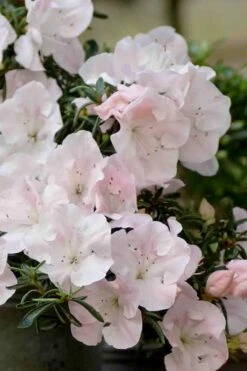 Tsuki No Shimo Satsuki Azalea - 1 Gallon Pot -Garden Plants Shop azalea satsuki tsuki no shimo 100