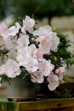 Tsuki No Shimo Satsuki Azalea - 1 Gallon Pot -Garden Plants Shop azalea satsuki tsuki no shimo 101