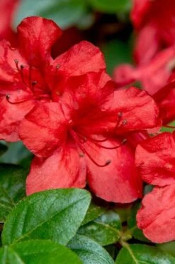 Stewartstonian Azalea - 1 Gallon Pot -Garden Plants Shop azalea stewartstonian 2