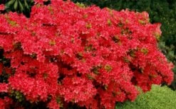 Stewartstonian Azalea - 1 Gallon Pot -Garden Plants Shop azalea stewartstonian 3